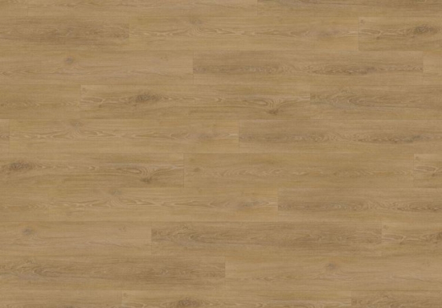 9947 DUB MEDOVÝ CLICK RIGID